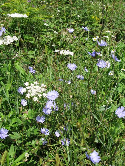 2010 - Auf dem Weg nach Biertan; Blütenpracht am Wegrand - hier im Bild die Wegwarte und Schafgarbe