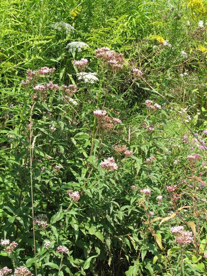 2010 - Auf dem Weg nach Biertan; wilder Majoran
