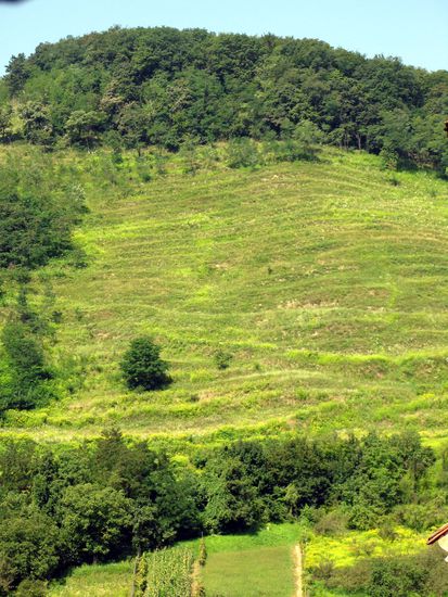 2010 - Biertan; vergandete Weinberge