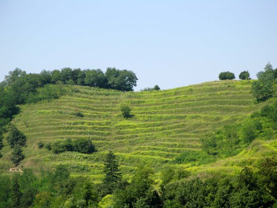 2010 - Biertan; die ehemals fruchtbaren Weingärten, heute sind sie leider vergandet und warten auf den Wiederaufbau