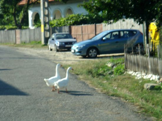 2010 - Polovragi; öfter mal anzutreffen...