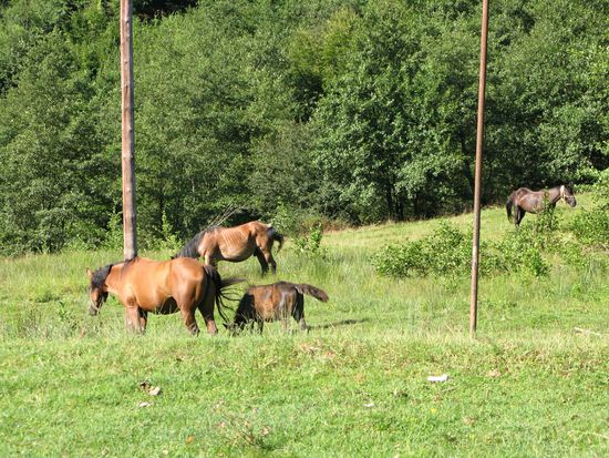 2010 - Ruschita - Pass; Pferde ziehen weidend vorüber