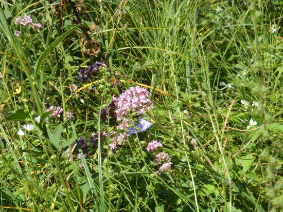 2010 - Unterwegs, wir erfreuen uns an Blumen...