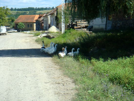 2010 - Unterwegs; auf der Fahrt durch ein kleines Dorf fliehen Gänse von der Strasse...