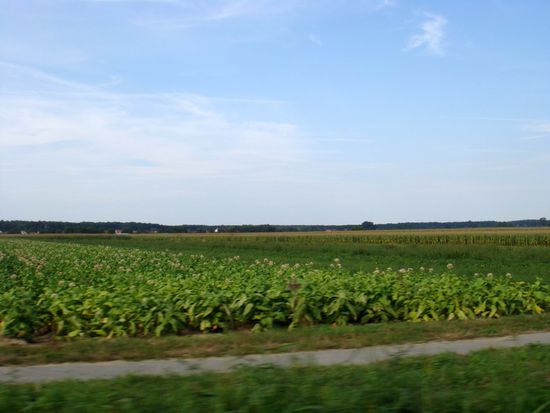 2010 - Kroatien; Tabak- und Maisfelder...