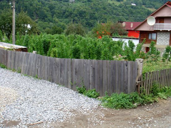 2010 - Wassertal; Blick in den Garten mit Stangenbohnen