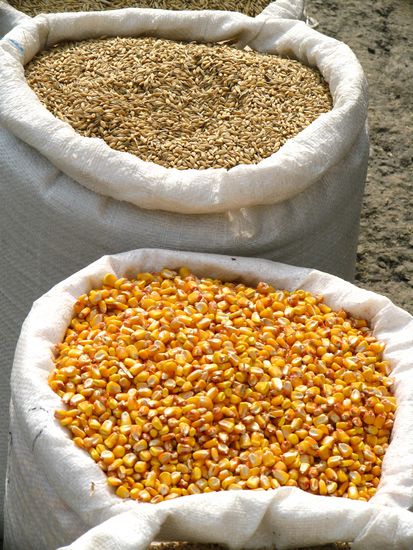 2010 - Borsa; Mais und Weizen