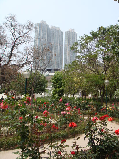 2011 - KowLoon; wir verziehen uns vorerst in den nahen KowLoon Park