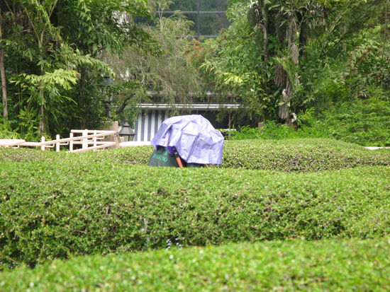 2011 - KowLoon-Park; was ist denn das?
(Gärtnerin mit Sonnenschutz...)