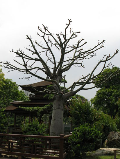 2011 - Nan Lian Garden; Baobab
