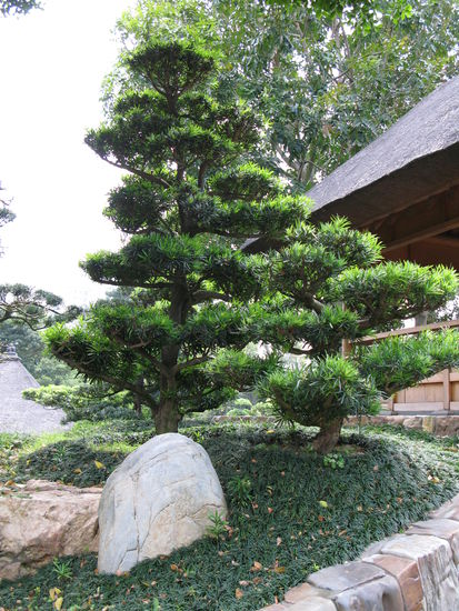 2011 - Nan Lian Garden; die speziell gezogenen Bäume...