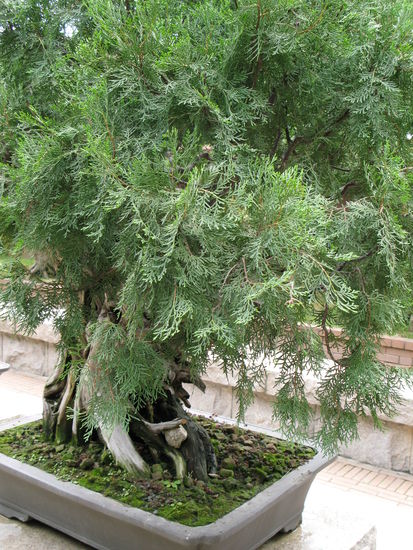 2011 - Nan Lian Garden; chinesische Gartenkunst