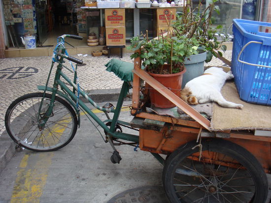 2011 - Macau; relaxen mitten im Trubel
