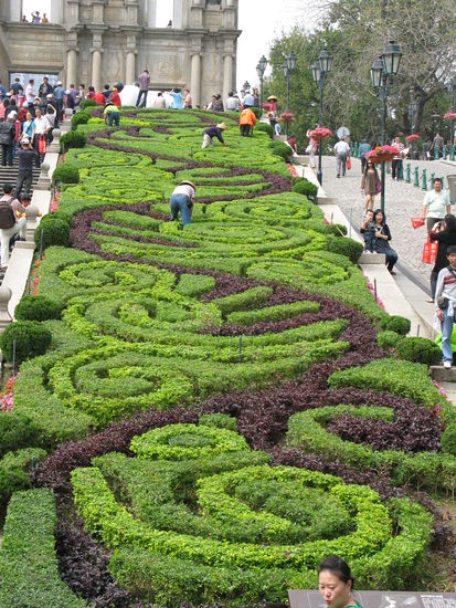 2011 - Macau; gepflegte Sträucher