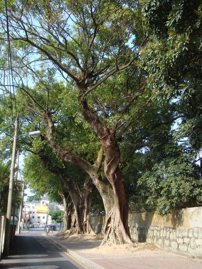 2011 - Coloane; alte Bäume säumen den Weg...