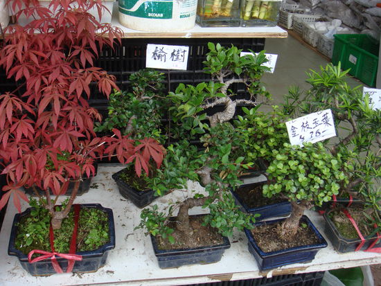 2011 - Hongkong; Bonsais in grosser Vielfalt