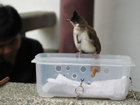 2011 - Bird-Garden; Rückkehr vom "Spazierflug"