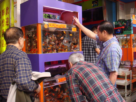 2011 - KowLoon; von den Vögeln zu den Fischen