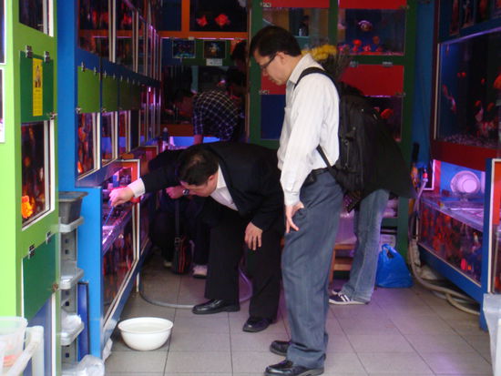 2011 - KowLoon; in einem ganzen Strassenzug finden wir Zierfisch- an Zierfischladen... Der Kunde sucht sich ein oder mehrere Fische aus...