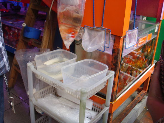 2011 - KowLoon; ... und legt sie in die Schale.