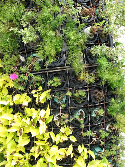 2011 - Stanley; interessant, wie dieser hübsche Bogen hergestellt wurde