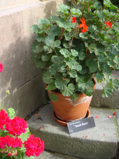 Stockholm - Kathrin findet bei den Geranien eine Widmung an die Stadt Bern...