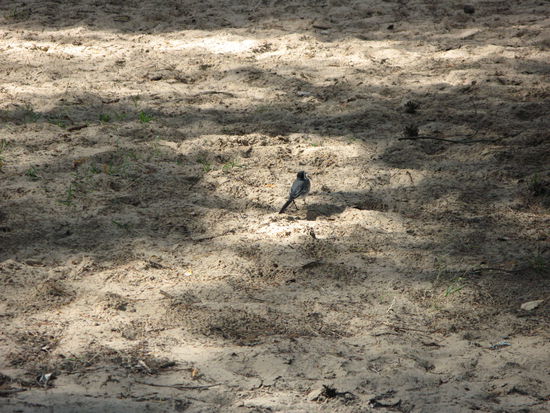 Karlstad - ... dabei bleibt immer noch etwas Zeit, dem Zwitschern der Vögel zuzuhören, einen kleinen Waldspaziergang zu unternehmen - dabei frisch ab Staude Heidelbeeren wie auch reife Preiselbeeren zu pflücken...