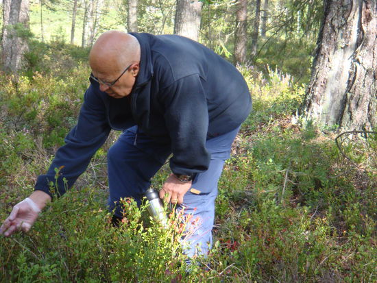 Gjerstad - Hobby der Rentner - Beerensammeln...