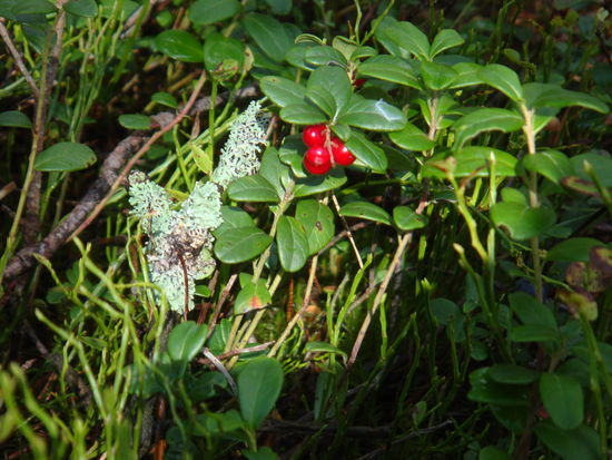 Gjerstad - Preiselberen...