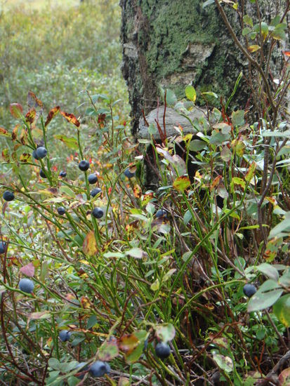 Gjerstad - die letzten Heidelbeeren...