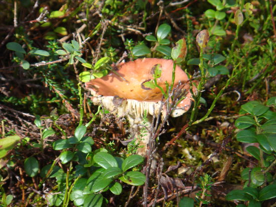 Gjerstad - darauf haben wir in Unkenntnis verzichtet...