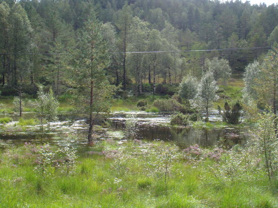 der viele Regen führt zu Überschwemmungen...
