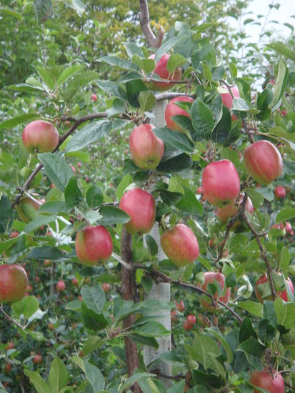 Lofthus - ...erntereif...