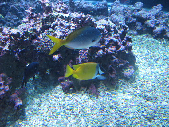 Bergen - im Aquarium...