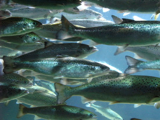 Bergen - im Aquarium...