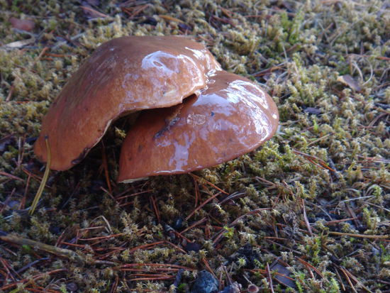 Sandane - ...hat nicht zum Nachtessen gehört...