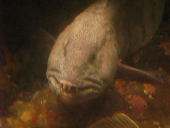 Alesund - ... ein Meerwolf...