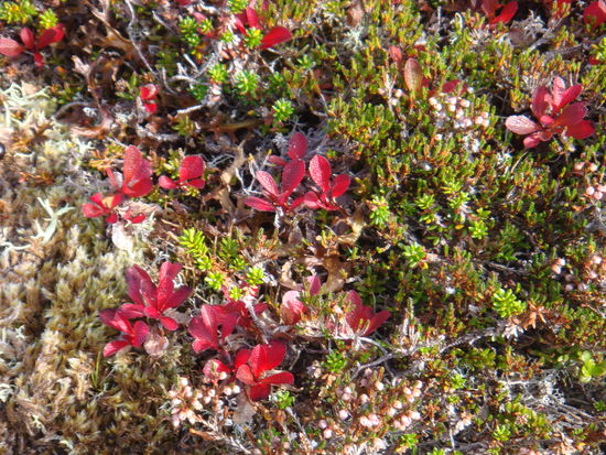 Molde - ... die vielfältige Vegetation der Hochmoore...