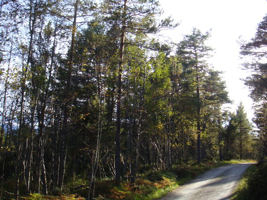 Molde - ...der Tag neigt sich dem Ende zu, Kristoffer hat uns nochmals zu sich nach Hause eingeladen... mmmhh - die Waffeln waren herrlich...
Danke nochmals ganz herzlich für alles...