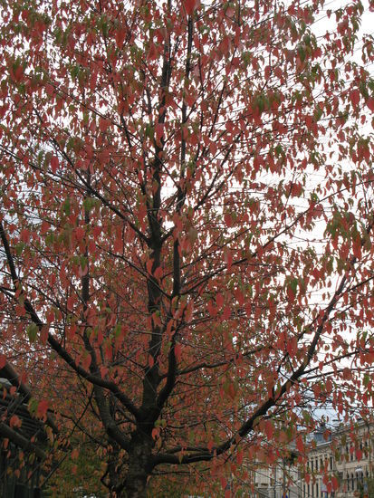 Tampere - ...schöne Herbststimmung im Park...