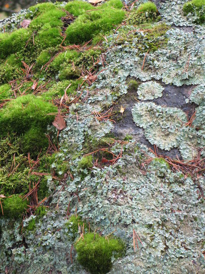 Hollola - ...Flechten und Moose überziehen die Felsbrocken...