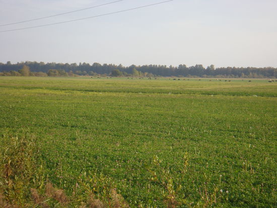 Estland - ...topfebene Felder...