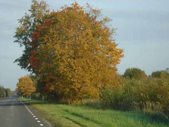 Estland - ...geniessen die tollen Farben der Herbstlandschaft...