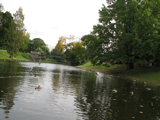 Riga - ...die Enten stehen Spalier am Kanalrand...