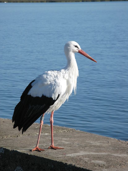 Nida - ...er geniesst es, von den Fischern zwischendurch mit einem kleinen Fisch verwöhnt zu werden...