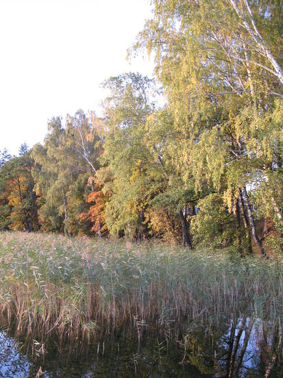 Trakai - ...die dichten Schilfbestände...