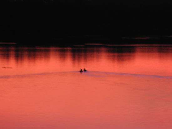 Trakai - ...auch die beiden Entlein schwimmen nach Hause...