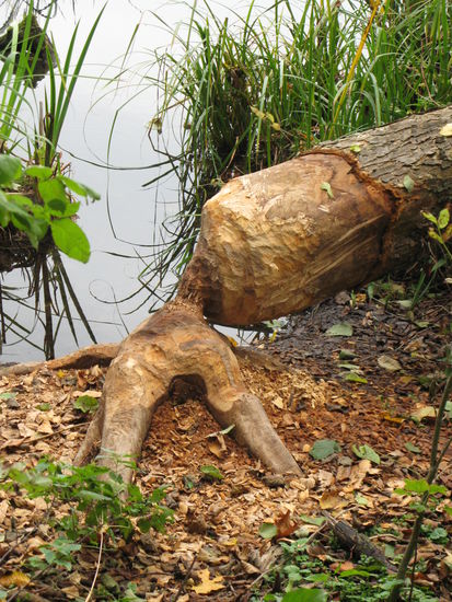 ...Spaziergang am See...