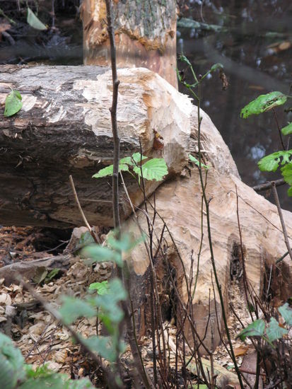 ...da waren kräftige Nager am Werk...