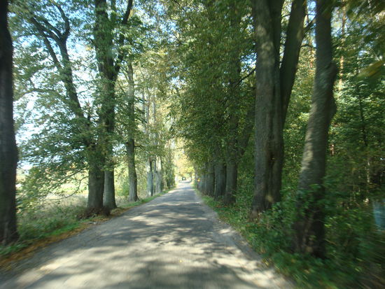 ...dichte Baumalleen säumen vielerorts den Weg...